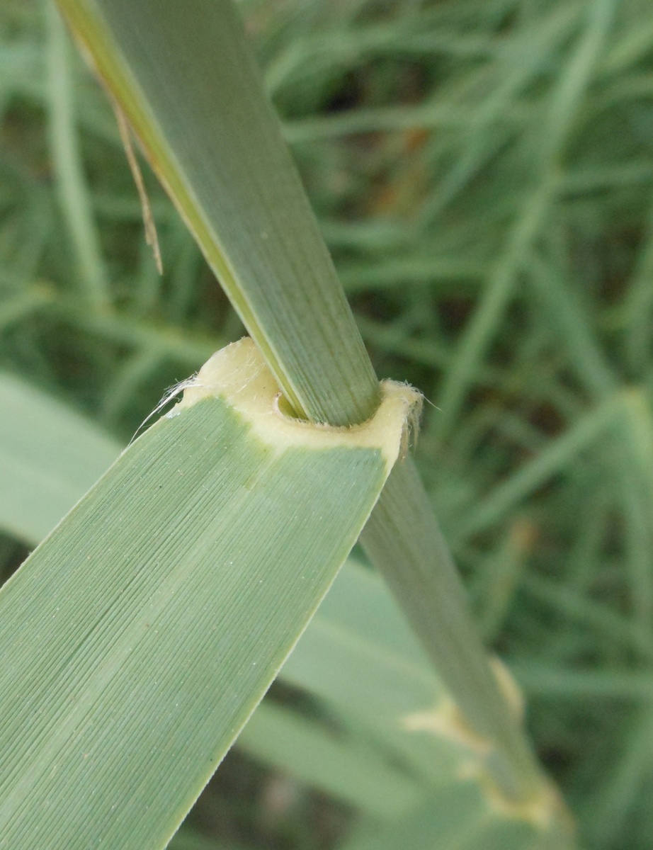 Arundo plinii / Canna del Reno